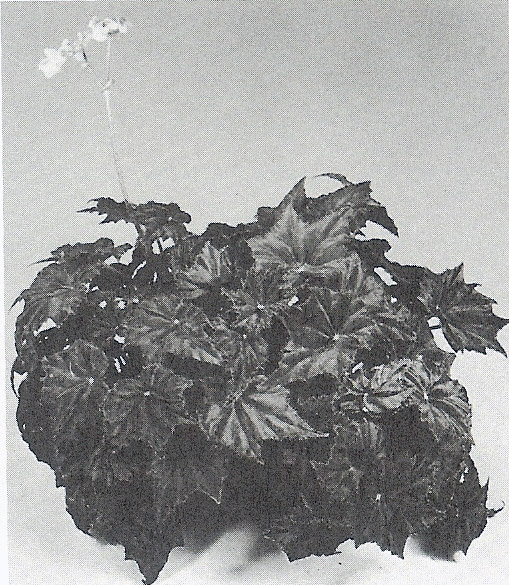 B. ‘Beverly Jean’